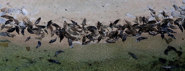 seal aerial survey Riverhead Foundation