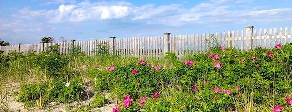 Rosa Rugosa