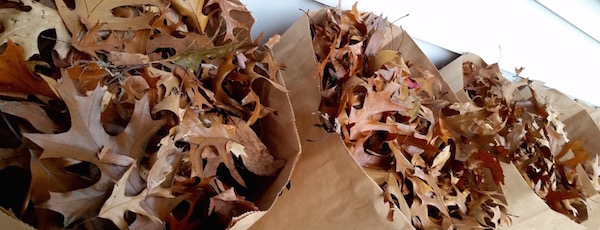 Leaves are piling up everywhere you look.
