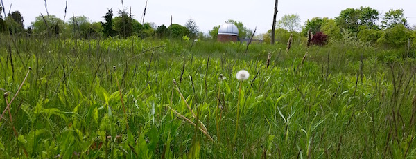 Custer's Meadow, Southold