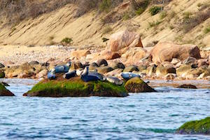 Plum Island Seals | Robert Lorenz Photography