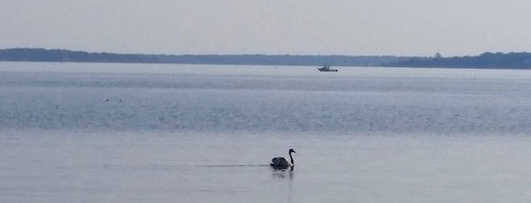 One swan on Hallock's Bay, Sunday.