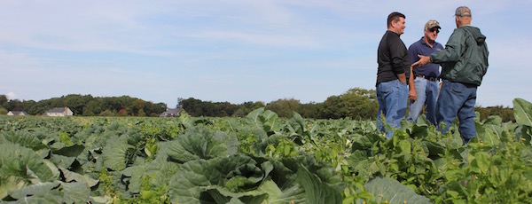 Farmers discussed business at a Peconic Land Trust press conference in Mark Zaweski's cabbage patch this October.