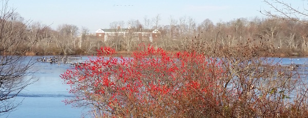 Canadian winter refugees on Marratooka Pond