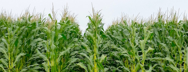 In the corn...