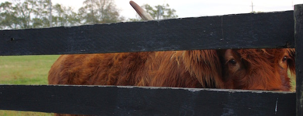 Far from the Scottish Highlands, Martha Clara
