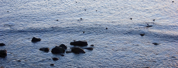 Camp Hero ducks, Montauk