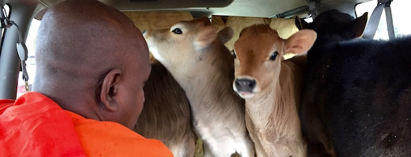 Venerable Bhante Kottawa Nanda of the Long Island Buddhist Meditation Center in Northville blesses four calves before their journey to the Indraloka Animal Sanctuary