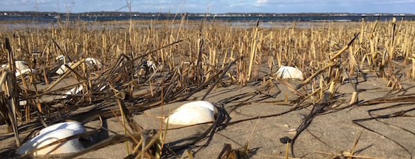 On Flanders Bay