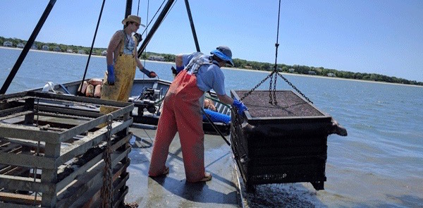 The crew of Peeko Oysters with their new growing gear.