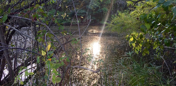 Treasure on Jamesport's Pond