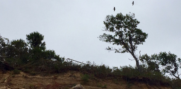 Cliff Dwellers, Cutchogue
