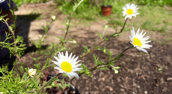 Chamomile, Spring