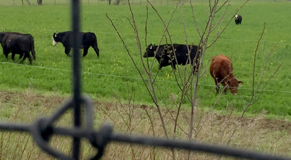 The new cows on the North Road, Southold.