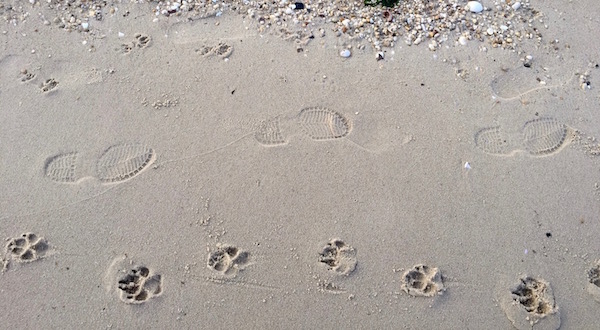 Along the shore...