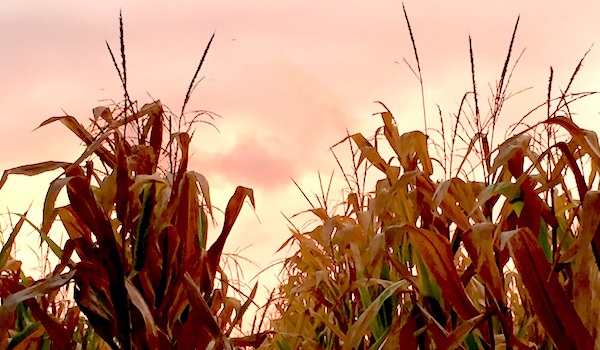 afterstorm in the corn, Cutchogue