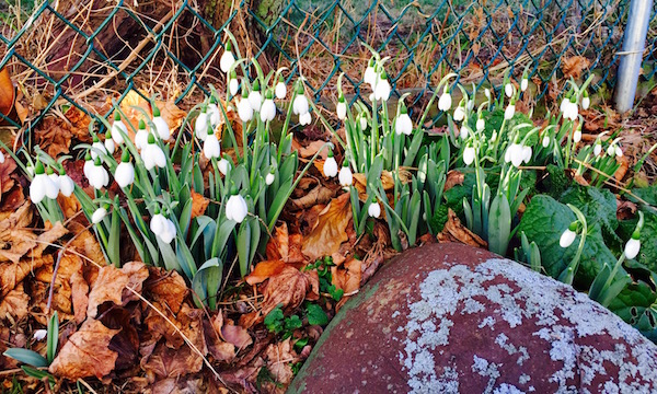 Snowdrops start a January riot