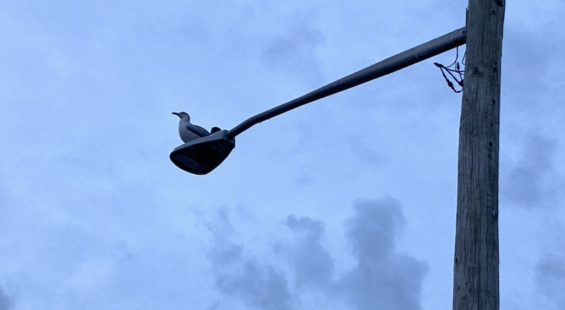 Seagull, weather, New Suffolk
