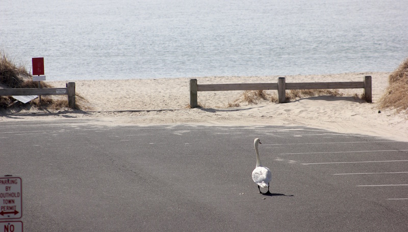beach swan