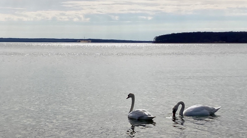 swans in New Suffolk
