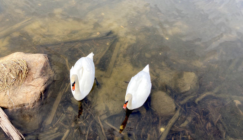 Swans at Inlet Pond