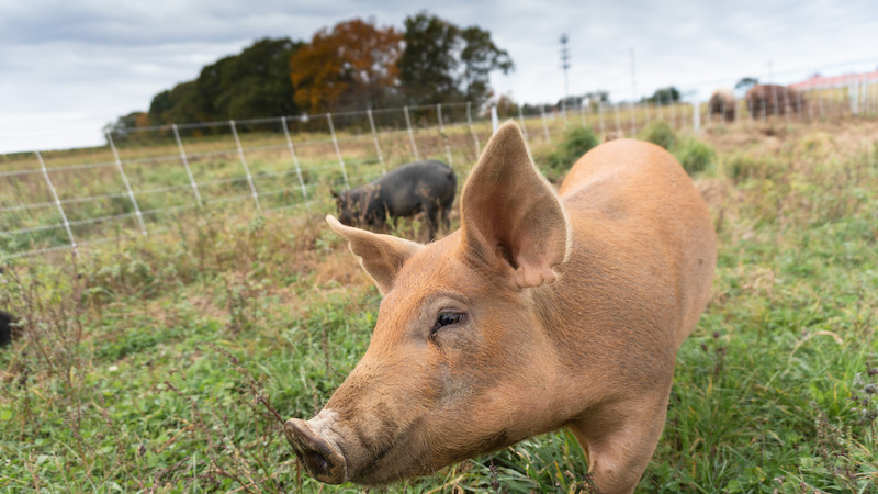 Pigs at 8 Hands Farm in Cutchogue in Dom Aprile's "Farming Long Island"