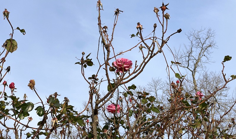 roses in december