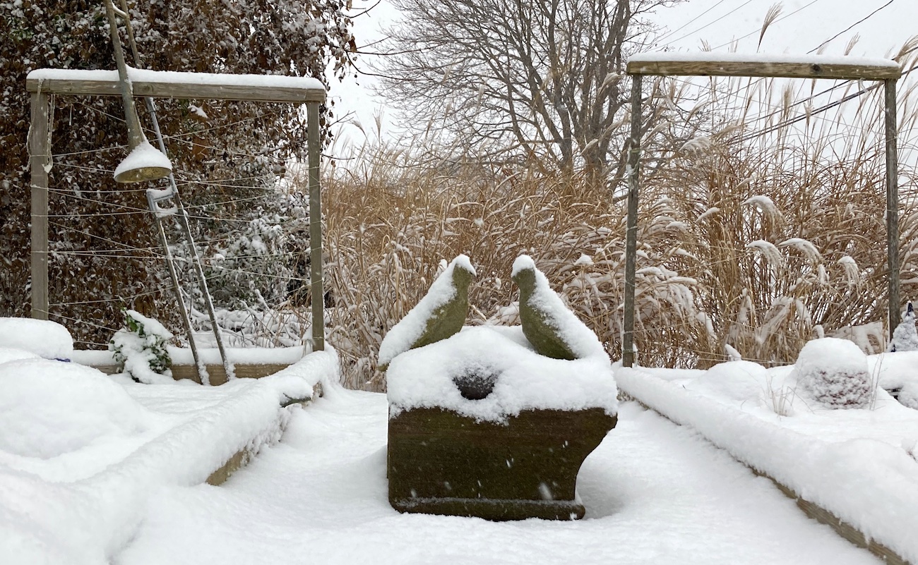 snow_doves