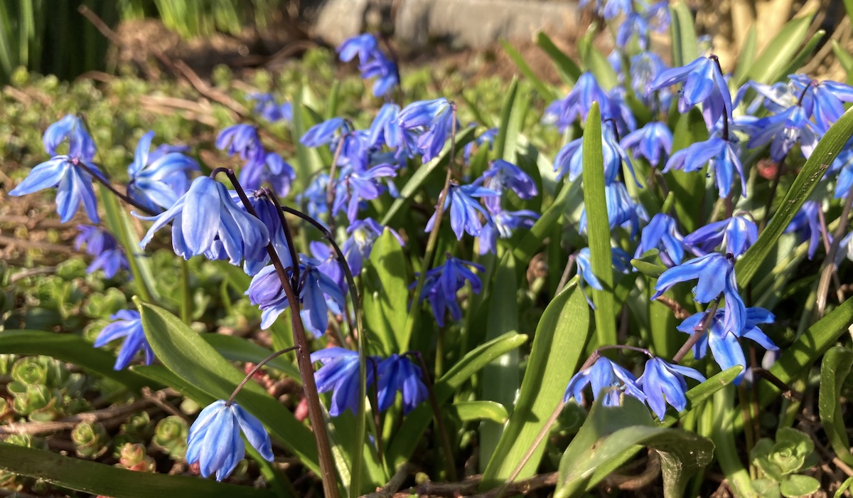 spring flowers
