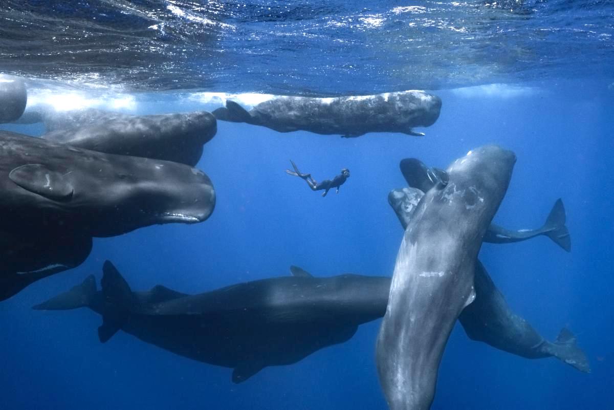 A still from "Patrick and the Whale," showing Sunday, April 16 at the Docs Equinox festival.