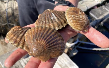 bay scallops