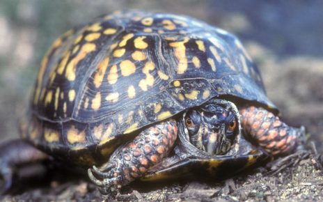 eastern-box-turtle-02