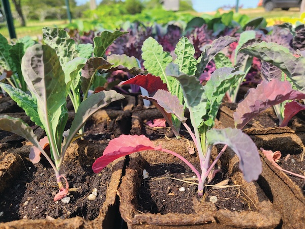 kale transplants