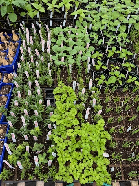 https://www.peconiclandtrust.org/get-involved/events/event/plant-sale-at-the-farm-2025