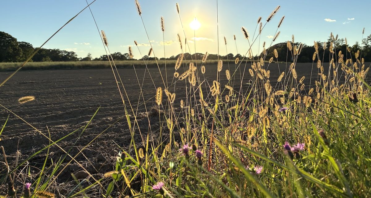 autumn field