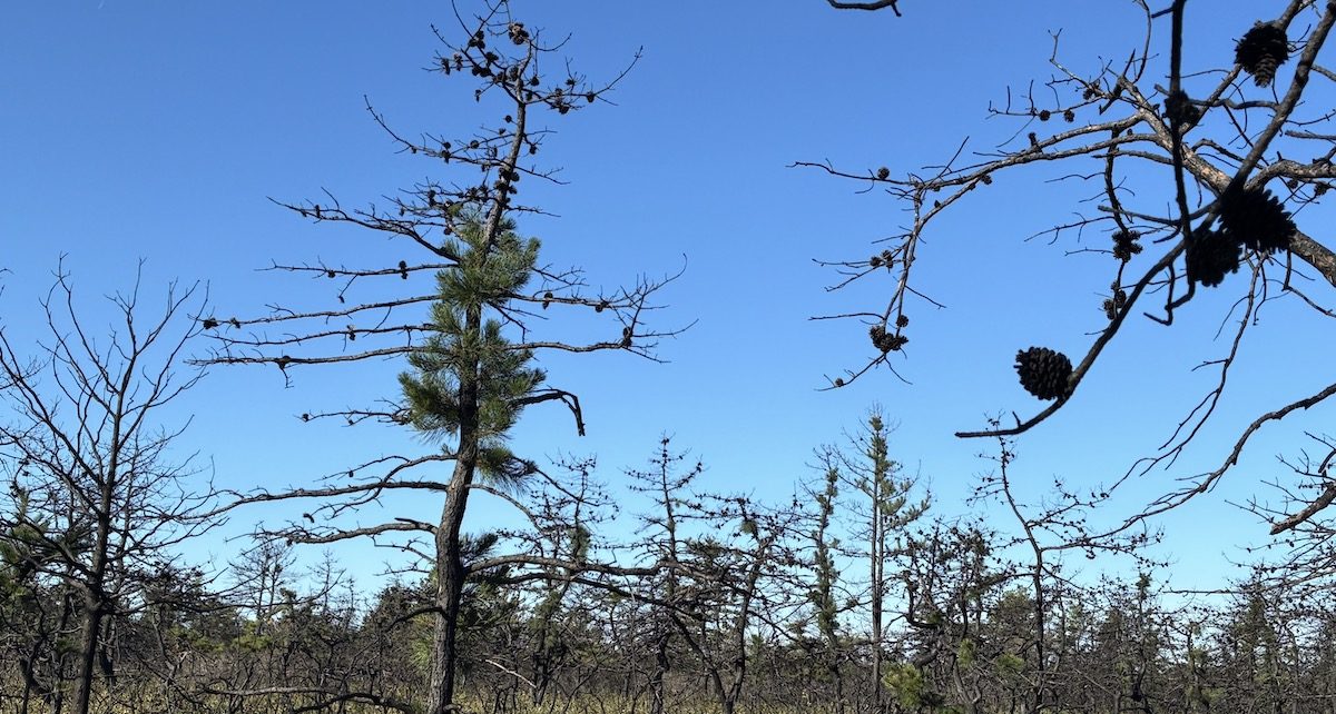 New life on trees burned by this spring's fire in the Westhampton's Dwarf Pine Plains