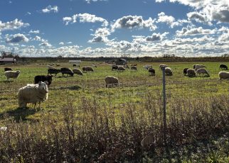 8 hands sheep