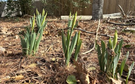 daffodils