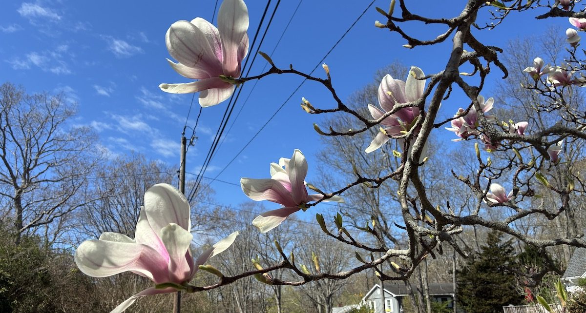 Magnolias 2026