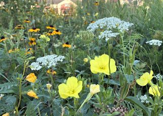 august meadow