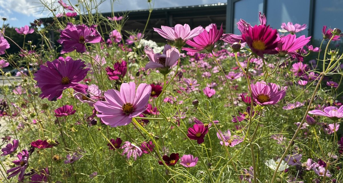 cosmos