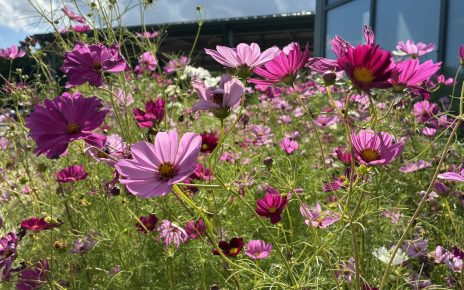 cosmos