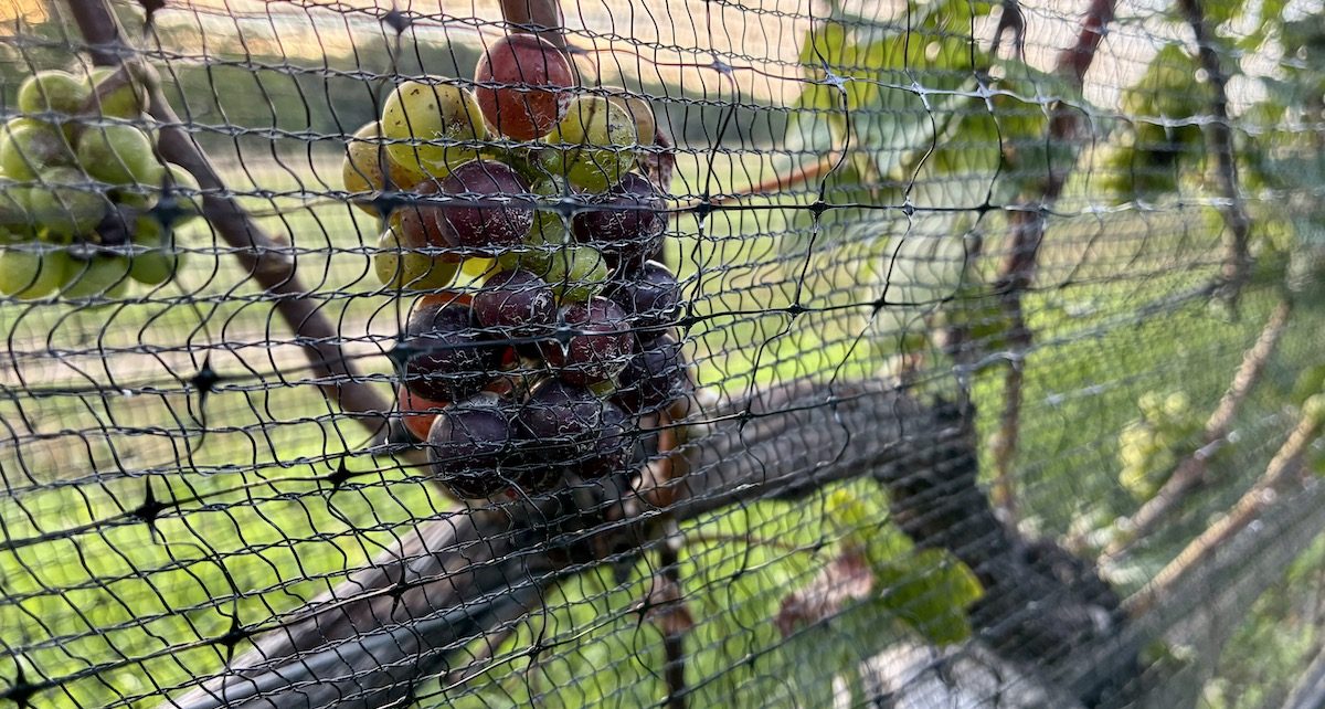 grapes