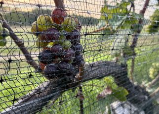 grapes